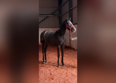 Spaans sportpaard, Merrie, 1 Jaar, Schimmel