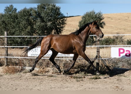 Spaans sportpaard, Merrie, 2 Jaar, 165 cm, Bruin