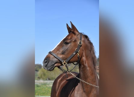 Spaans sportpaard, Merrie, 3 Jaar, 154 cm, Donkere-vos