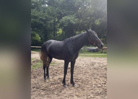 Spaans sportpaard Mix, Merrie, 3 Jaar, 158 cm, Zwartschimmel