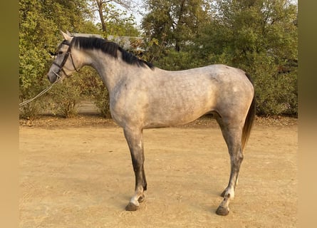 Spaans sportpaard, Merrie, 4 Jaar, 165 cm, Schimmel