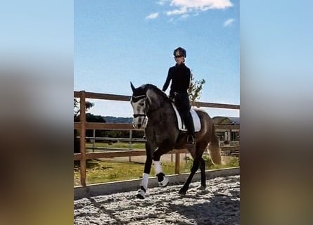 Spaans sportpaard, Merrie, 4 Jaar, 167 cm, Appelschimmel