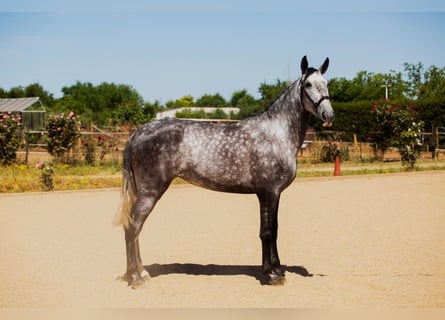 Spanisches Sportpferd, Stute, 4 Jahre, 170 cm, Apfelschimmel