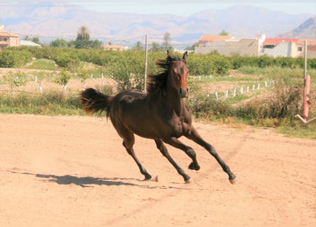Spaans sportpaard, Merrie, 5 Jaar, 161 cm, Zwartbruin