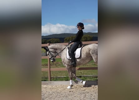 Spaans sportpaard, Merrie, 5 Jaar, 168 cm, Schimmel