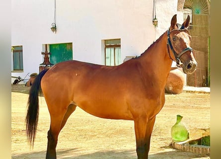 Spaans sportpaard, Merrie, 6 Jaar, 158 cm, Bruin