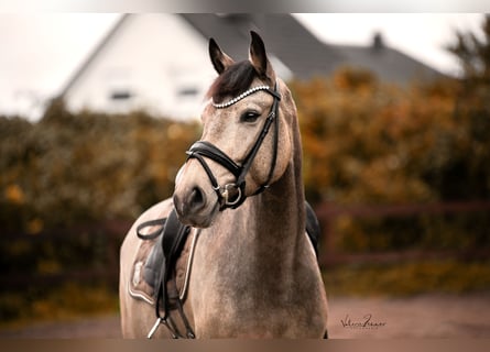 Spaans sportpaard, Merrie, 6 Jaar, 158 cm, Buckskin