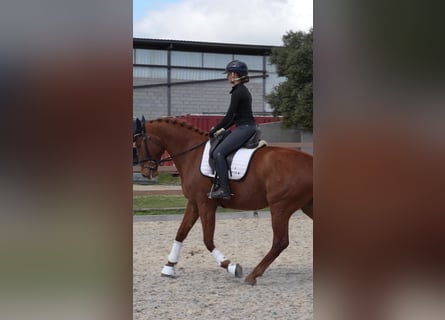 Spaans sportpaard, Merrie, 6 Jaar, 174 cm