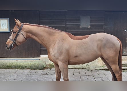 Spaans sportpaard, Merrie, 7 Jaar, Vos