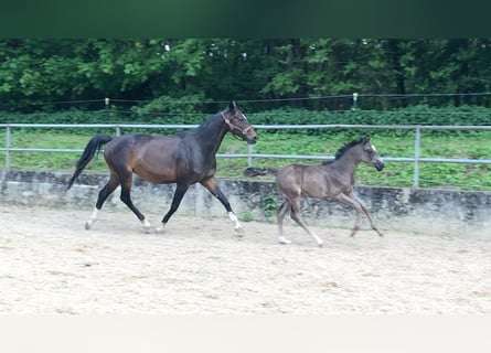 Spaans sportpaard, Merrie, veulen (03/2023), 165 cm, Zwart