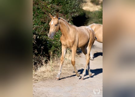 Spaans sportpaard, Merrie, Veulen (05/2026), Appaloosa