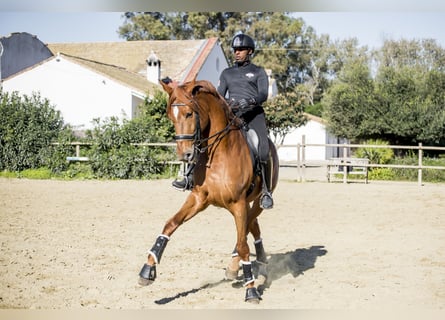 Spaans sportpaard, Ruin, 10 Jaar, 182 cm, Vos