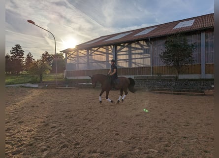 Spaans sportpaard, Ruin, 20 Jaar, 164 cm, Brauner
