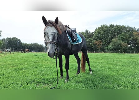 Spaans sportpaard, Ruin, 2 Jaar, 138 cm, Schimmel