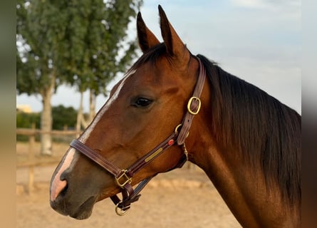 Spaans sportpaard, Ruin, 2 Jaar, 165 cm, Bruin