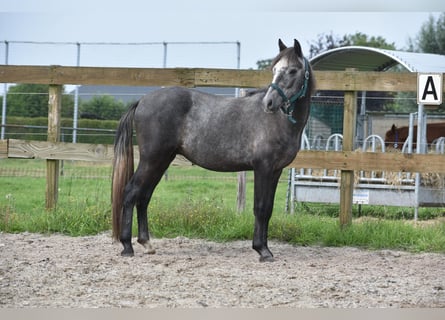 Spaans sportpaard, Ruin, 3 Jaar, 140 cm, Schimmel
