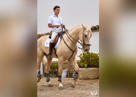 Spaans sportpaard, Ruin, 3 Jaar, 169 cm, Palomino