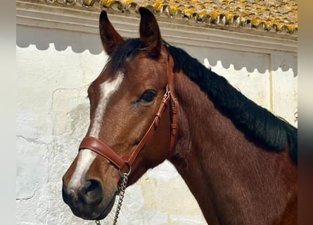 Spaans sportpaard, Ruin, 4 Jaar, 158 cm, Bruin