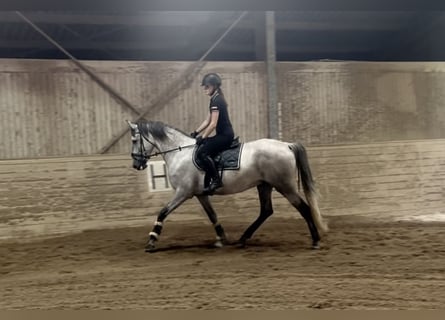 Spaans sportpaard, Ruin, 4 Jaar, 165 cm, Schimmel