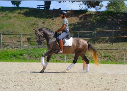 Spaans sportpaard, Ruin, 5 Jaar, 160 cm, Schimmel