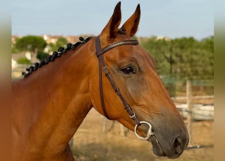 Spaans sportpaard, Ruin, 5 Jaar, 164 cm, Bruin
