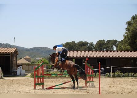 Spaans sportpaard, Ruin, 6 Jaar, 172 cm, Bruin