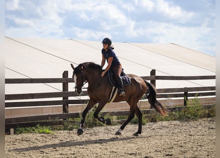 Spaans sportpaard, Ruin, 8 Jaar, 165 cm, Bruin