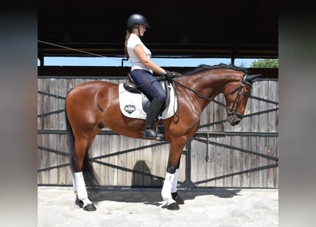 Spaans sportpaard, Ruin, 9 Jaar, 163 cm, Bruin