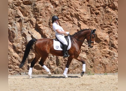 Spaans sportpaard, Ruin, 9 Jaar, 163 cm, Bruin