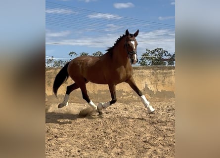 Spaans sportpaard Mix, Ruin, 9 Jaar, 163 cm, Lichtbruin