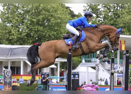 Spanisches Sportpferd, Unbekannt, Embryo