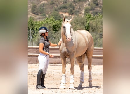 Spanisches Sportpferd, Hengst, 10 Jahre, 167 cm, Palomino