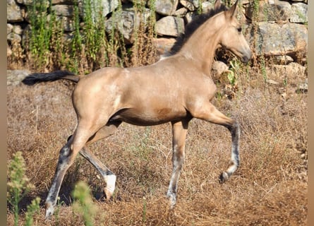 Spanisches Sportpferd, Hengst, 1 Jahr, Buckskin