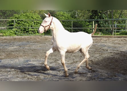 Spanisches Sportpferd, Hengst, 2 Jahre, Pearl