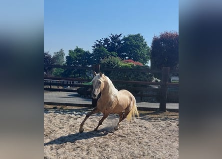 Spanisches Sportpferd, Hengst, 3 Jahre, 147 cm, Palomino