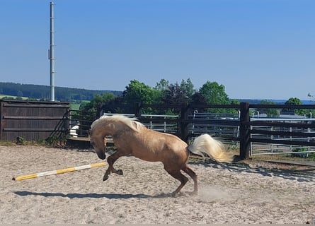 Spanisches Sportpferd, Hengst, 3 Jahre, 148 cm, White