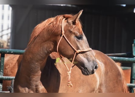 Spanisches Sportpferd, Hengst, 3 Jahre, 153 cm, Dunkelfuchs