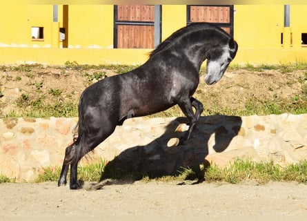 Spanisches Sportpferd, Hengst, 3 Jahre, 155 cm, Schimmel