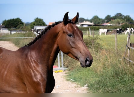 Spanisches Sportpferd, Hengst, 3 Jahre, 158 cm, Brauner