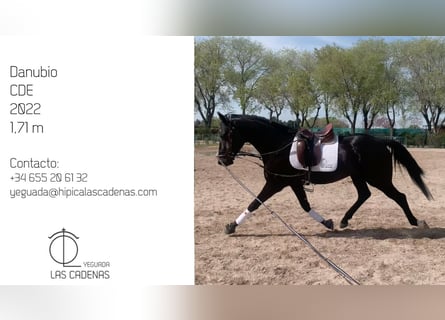 Spanisches Sportpferd, Hengst, 3 Jahre, 171 cm, Rappe