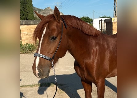 Spanisches Sportpferd, Hengst, 5 Jahre, 145 cm, Fuchs