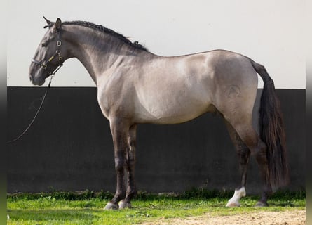 Spanisches Sportpferd, Hengst, 5 Jahre, 164 cm, Grullo