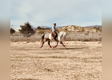 Spanisches Sportpferd, Hengst, 5 Jahre, 164 cm, Schimmel