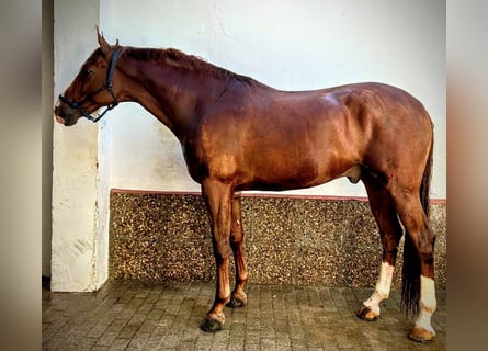 Spanisches Sportpferd, Hengst, 6 Jahre, 175 cm, Fuchs