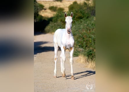 Spanisches Sportpferd, Hengst, Fohlen (04/2026), Tigerschecke