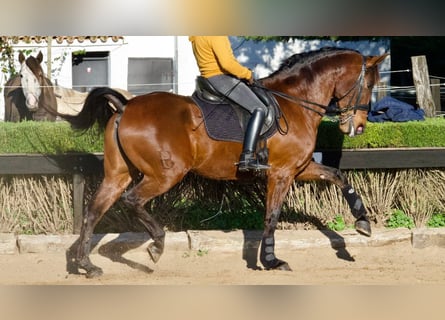 Spanisches Sportpferd, Stute, 10 Jahre, 170 cm, Rotbrauner