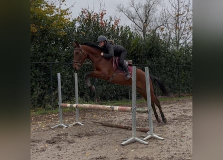 Spanisches Sportpferd Mix, Stute, 11 Jahre, 156 cm, Dunkelbrauner