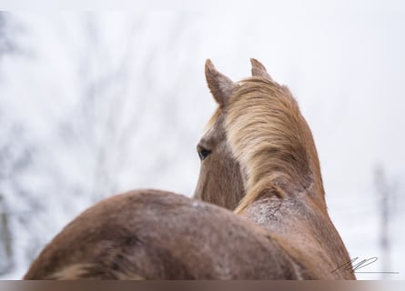 Spanisches Sportpferd, Stute, 16 Jahre, 154 cm, Roan-Red