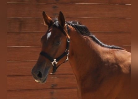 Spanisches Sportpferd, Stute, 1 Jahr, Brauner