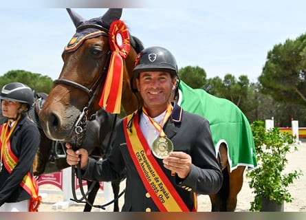 Spanisches Sportpferd, Stute, 1 Jahr, Brauner